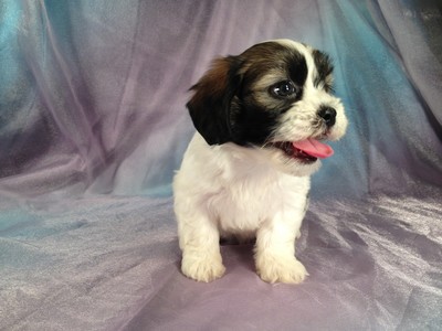 Female Lhasa Bichon Puppy for sale in Iowa August 2012